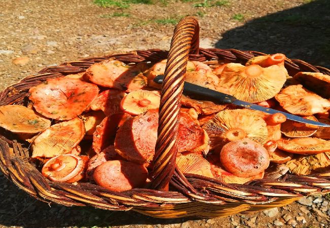 Casa rural en Molló - La Cabanya de Can Menut Casa rural en Molló - La Cabanya de Can Menut